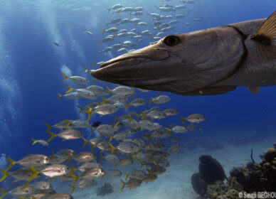 Barracuda et carrangues