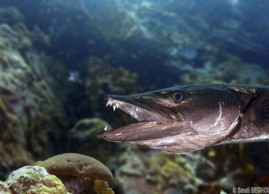 Barracuda