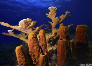 Corail Corne d’Elan