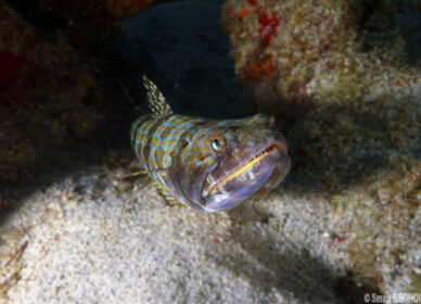 Poisson Lézard