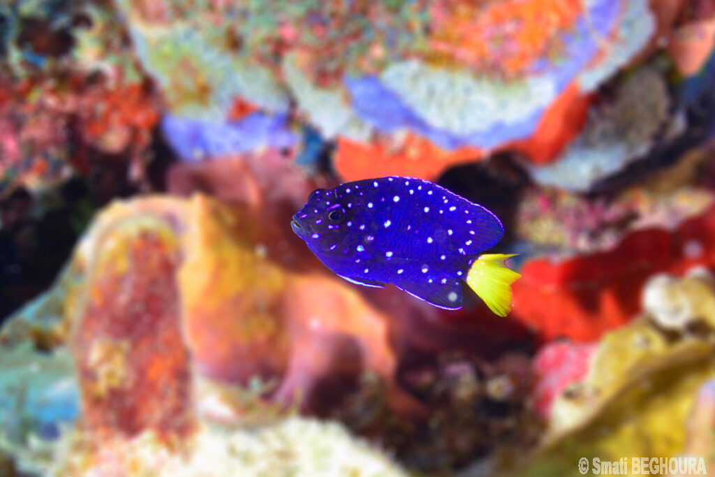 Poisson bleu à taches blanches et queue jaune nageant près d'un récif corallien coloré.