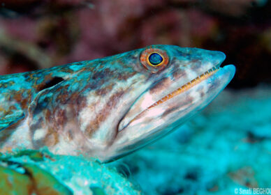 Poisson Lézard