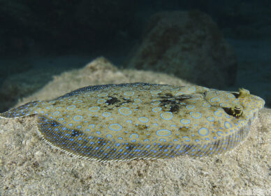 Sole Carlet