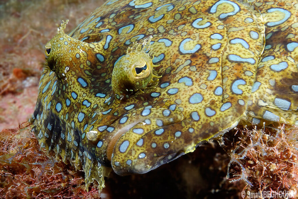 Poisson plat camouflé avec peau tachetée bleue et marron sur substrat marin.