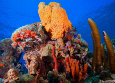 Nature des Caraibes