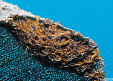Astrophyton