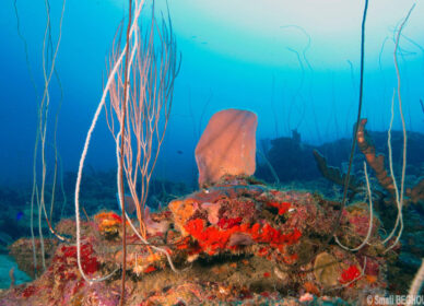Paysage sous marin