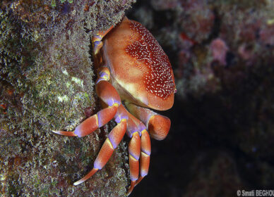 Crabe Corail
