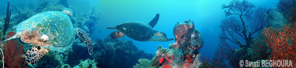 Deux tortues marines nagent au-dessus d'un récif corallien coloré en milieu sous-marin clair.