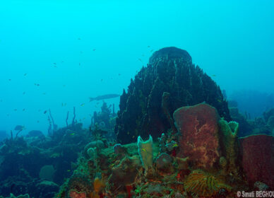 Paysage Caraibes