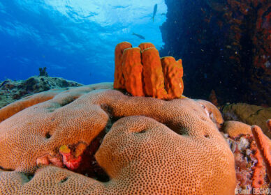 Corail starlette massif – Eponge tubulaire